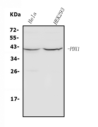  Western blot analysis of PDX1 using anti-PDX1 antibody (A00491-3)