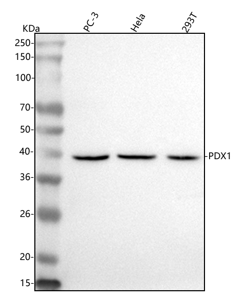  Western blot analysis of PDX1 using anti-PDX1 antibody (A00491-4)