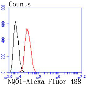 Flow cytometric analysis of Hela cells with NQO1 antibody at 1/50 dilution (red) compared with an unlabelled control (cells without incubation with primary antibody; black)