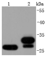 Western blot analysis of NQO1 on different lysates using anti-NQO1 antibody at 1/1,000 dilution