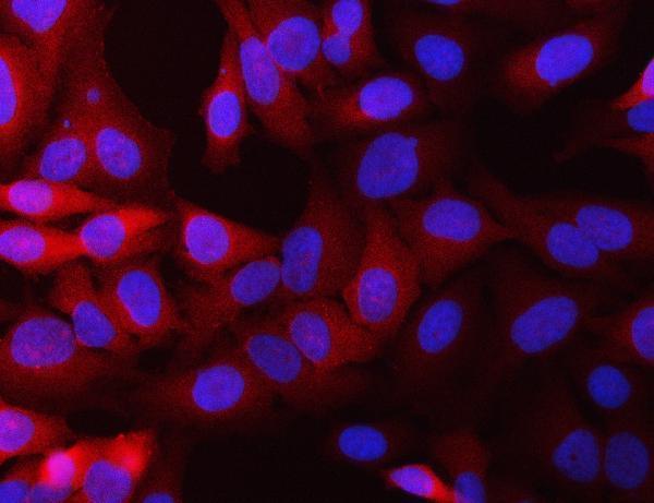 a00494 2 nqo1 primary antibodies if testing 2