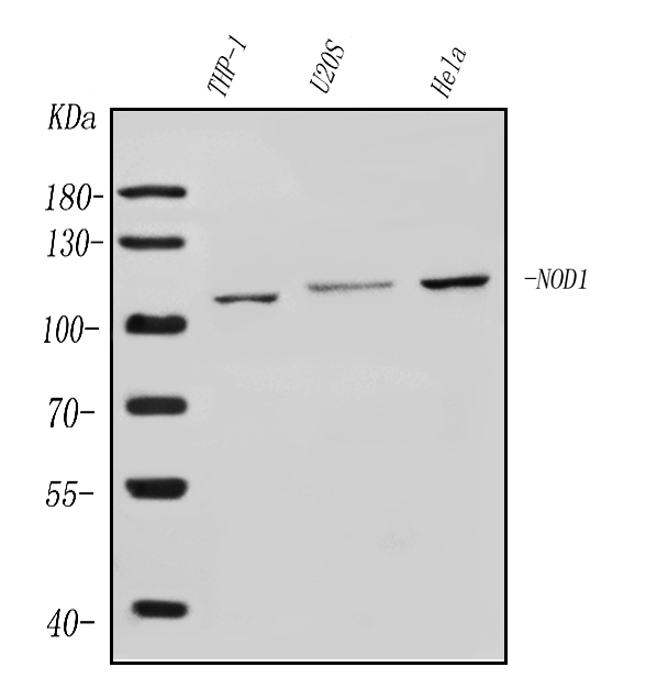 a00495 2 nod1 primary antibodies wb testing 1_1