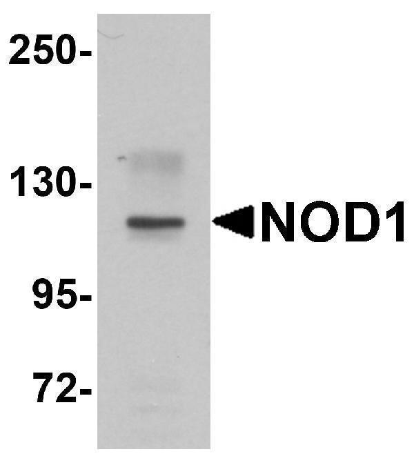 Western blot analysis of NOD1 in EL4 cell lysate with NOD1 antibody at 1 μg/mL
