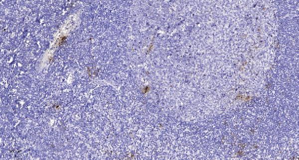 Immunohistochemical analysis of paraffin-embedded human tonsil