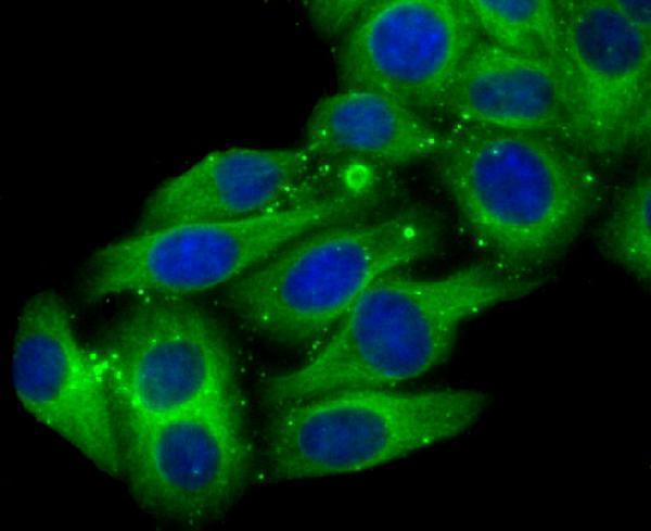 ICC staining Cytochrome P450 2D6 in HepG2 cells (green)