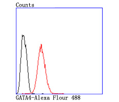 Flow cytometric analysis of Hela cells with GATA4 antibody at 1/50 dilution (red) compared with an unlabelled control (cells without incubation with primary antibody; black)