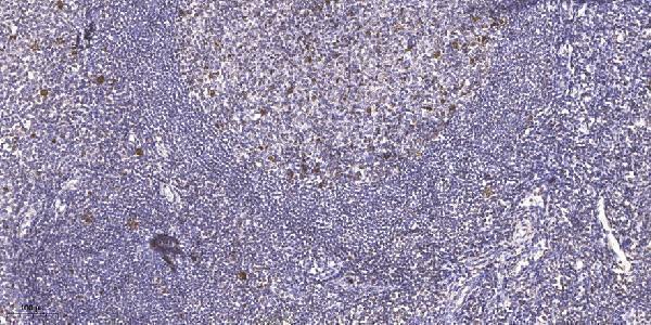Immunohistochemical analysis of paraffin-embedded human tonsil