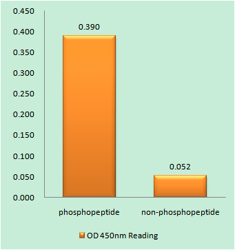 Enzyme-Linked Immunosorbent Assay (Phospho-ELISA) for Immunogen Phosphopeptide (Phospho-left) and Non-Phosphopeptide (Phospho-right), using GATA4 (Phospho-Ser262) Antibody