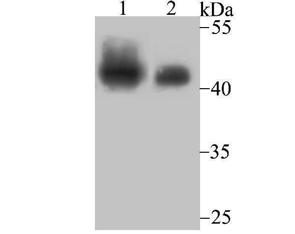 a00500 1 smarcb1 primary antiboties wb testing 1