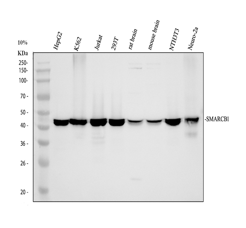 a00500 2 smarcb1 primary antibodies wb testing 1_1