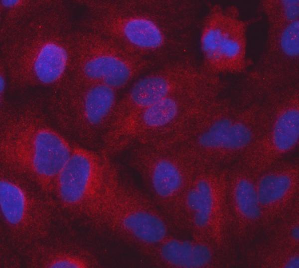 a00501 1 sars1 primary antibodies if testing 2