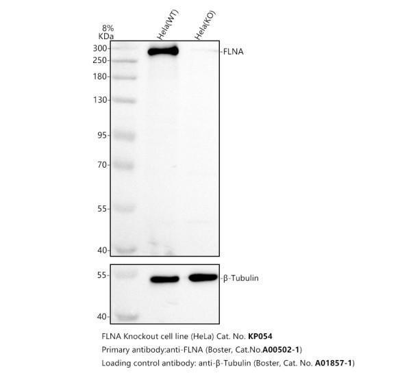 a00502 1 flna primary antibodies wb testing 2