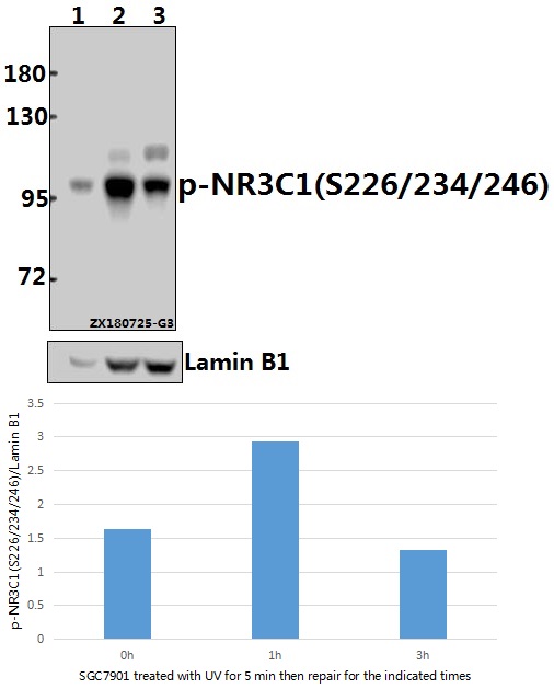 a00503s226 nr3c1 primary antiboties wb testing 1