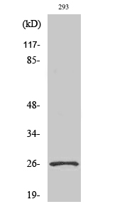 Western Blot analysis of various cells using Nrl Polyclonal Antibody cells nucleus extracted by Minute TM Cytoplasmic and Nuclear Fractionation kit 