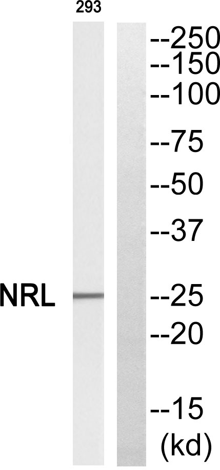 Western blot analysis of NRL Antibody