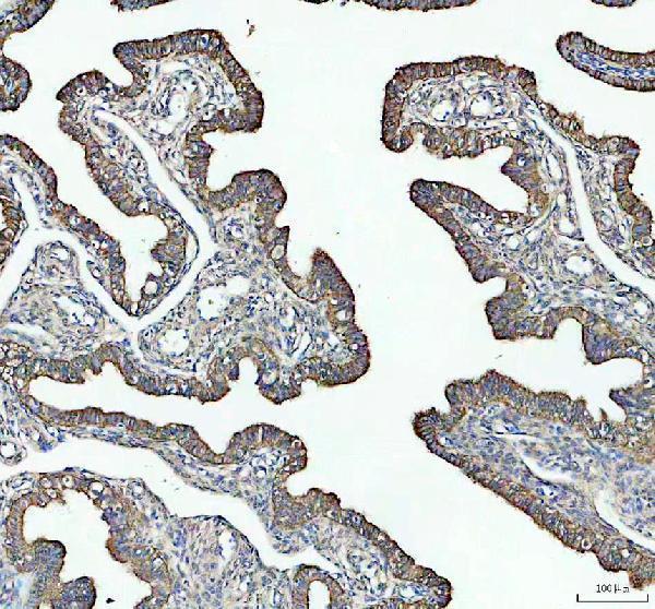 IHC analysis of HFE using anti-HFE antibody (A00506-1)