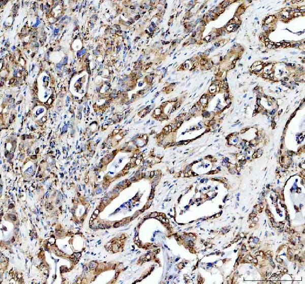IHC analysis of HFE using anti-HFE antibody (A00506-1)