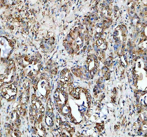 a00506 1 hfe primary antibodies ihc testing 3