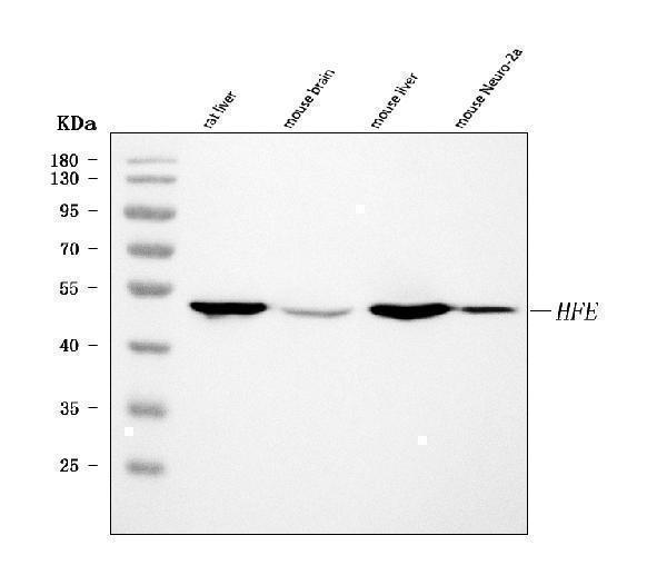 a00506 5 hfe primary antibodies wb testing 1