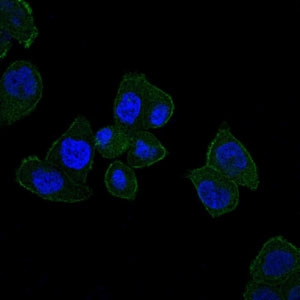 Immunofluorescence (IF) analysis of HepG2 cells using HFE Monoclonal antibody (green)