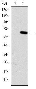 Western Blot (WB) analysis using HFE Monoclonal antibody against HEK293 (1) and HFE-hIgGFc transfected HEK293 (2) cell lysate