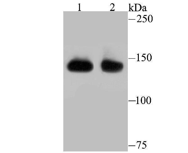 a00507 1 sf3b1 primary antiboties wb testing 1