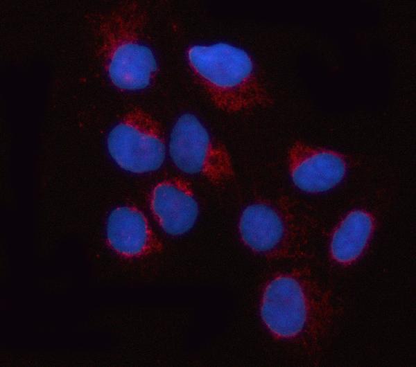 a00508 1 opa1 primary antibodies if testing 2