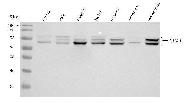 a00508 1 opa1 primary antibodies wb testing 1