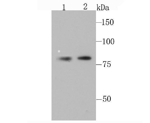 a00508 opa1 primary antiboties wb testing 1