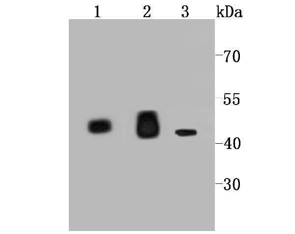 a00510 1 idh2 primary antiboties wb testing 1