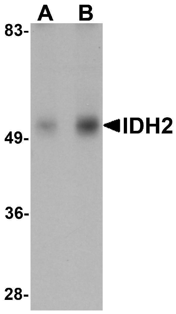 Western blot analysis of IDH2 in human heart tissue lysate with IDH2 antibody at (A) 1 and (B) 2 μg/mL