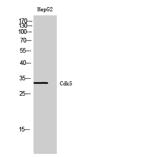 a00511 2 cdk5 primary antibodies wb testing 2