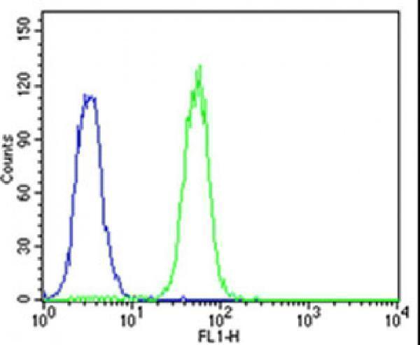 Flow cytometric analysis of K562 cells using CDK5 Antibody (C-term)(green, Cat#A00511-3) compared to an isotype control of rabbit IgG(blue)