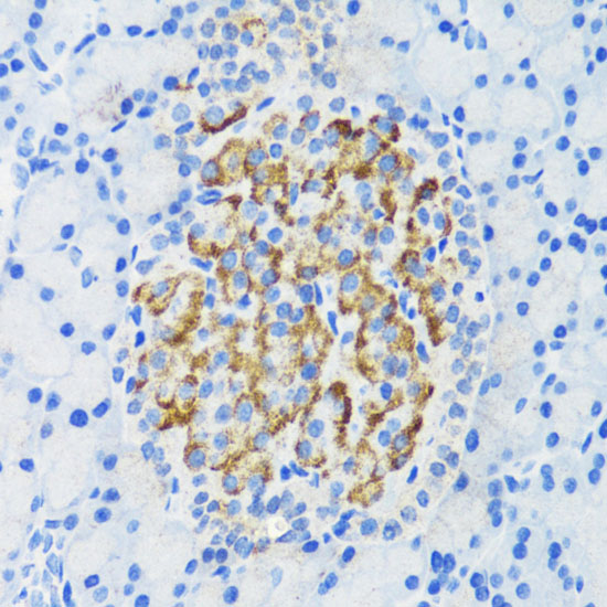 Immunohistochemistry of paraffin-embedded rat pancreatic islet using DLK1 antibody  at dilution of 1:200 
