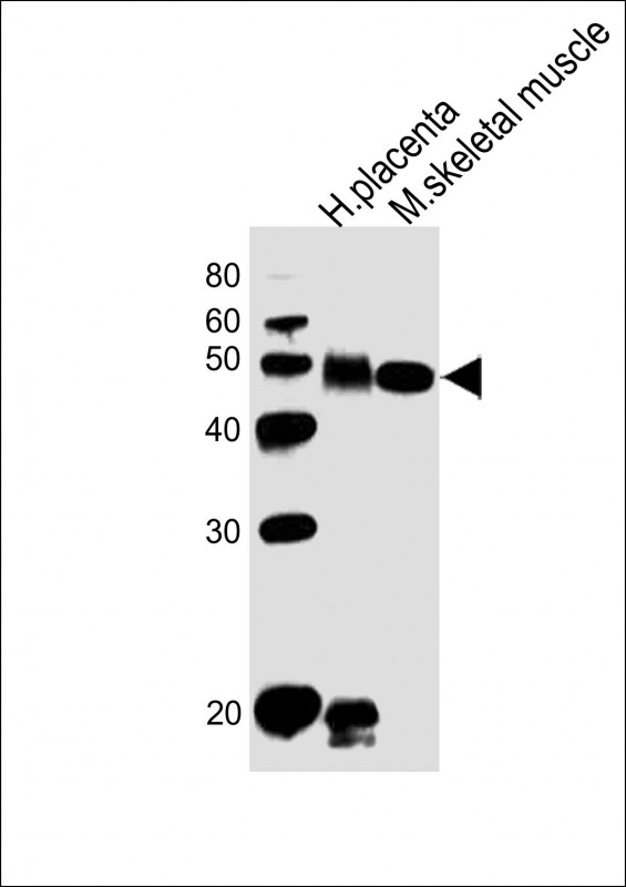 a00513 3 anti dlk1 antibody c term wb testing 1