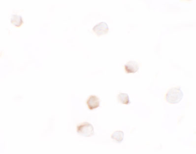 a00513 dlk1 primary antibodies icc testing 2