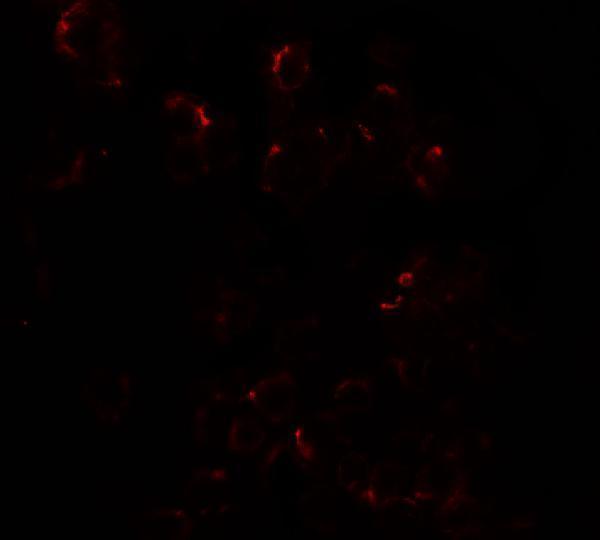 a00513 dlk1 primary antibodies if testing 3