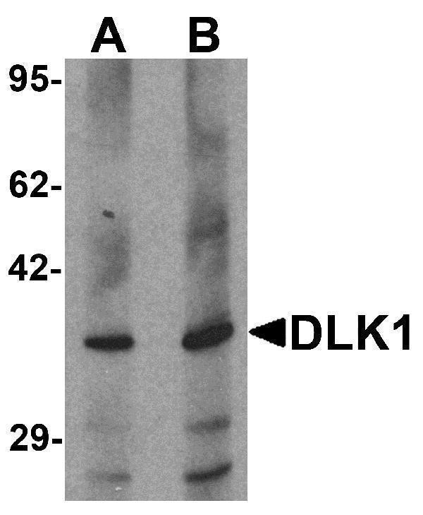 a00513 dlk1 primary antibodies wb testing 1