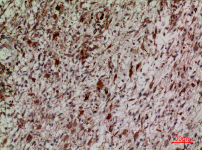 a00514 2 keap1 primary antibodyes ihc testing 5
