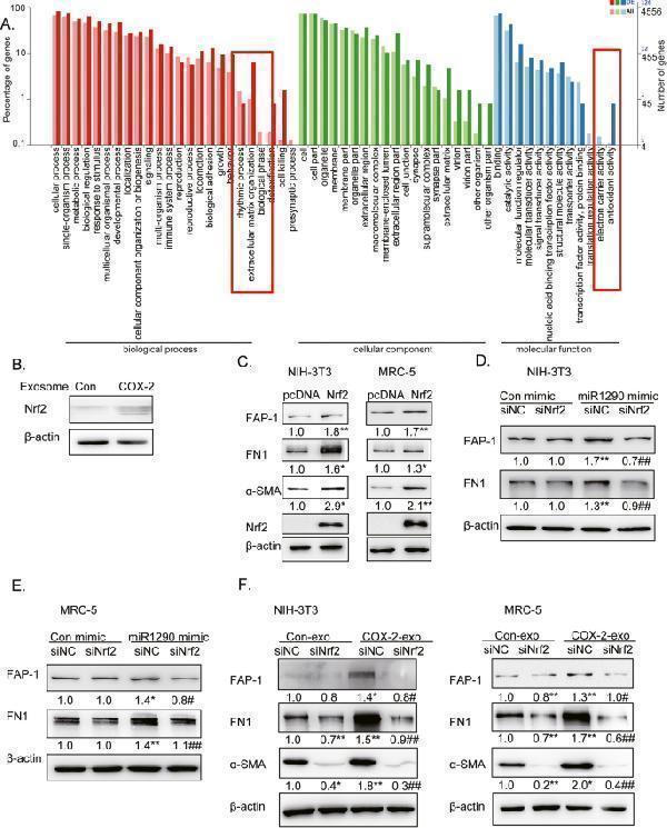 Exo-miR-1290 promoted CAFs activation by upregulating Nrf2 expression in fibroblasts