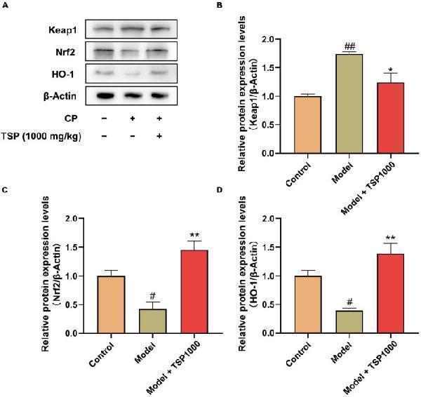 The effects of TSP on the Nrf2/HO-1 signaling pathway