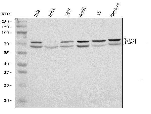  Western blot analysis of KEAP1 using anti-KEAP1 antibody (A00514-3)