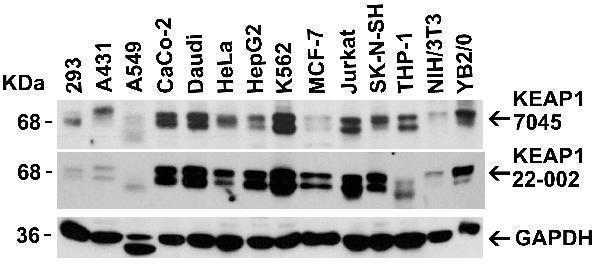 Independent Antibody Validation (IAV) via Protein Expression Profile in Cell Lines
Loading: 15 μg of lysates per lane