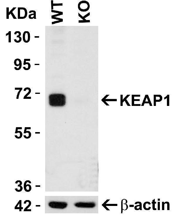 KO Validation in HeLa cells 
Loading: 10 μg of HeLa WT cell lysates or KEAP1 KO cell lysates
