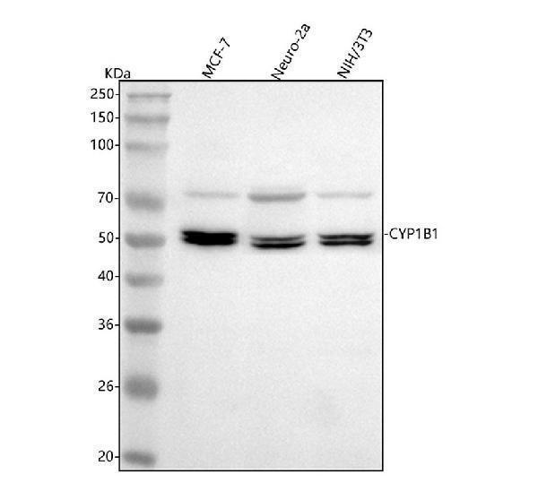  Western blot analysis of CYP1B1 using anti-CYP1B1 antibody (A00515)