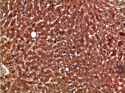 a00516 2 pon1 primary antibodies ihc testing 1