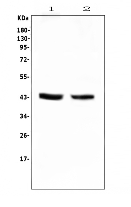  Western blot analysis of PON1 using anti-PON1 antibody (A00516-3)