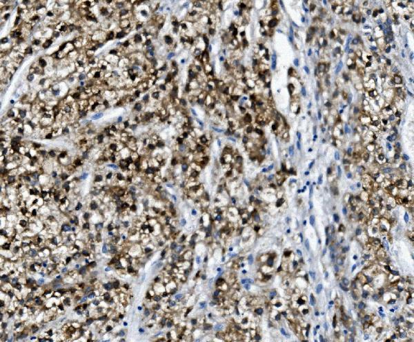 a00516 4 pon1 primary antibodies ihc testing 2