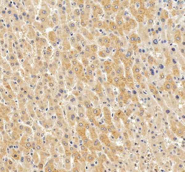 a00516 4 pon1 primary antibodies ihc testing 3