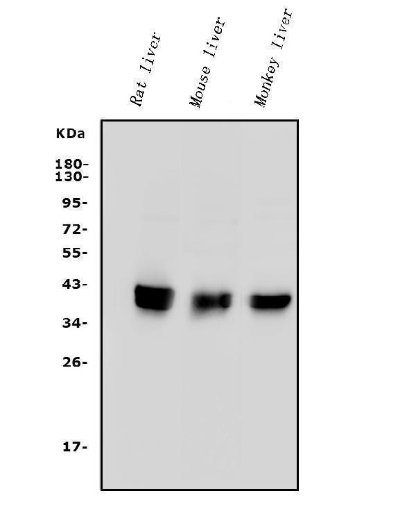 a00516 4 pon1 primary antibodies wb testing 1